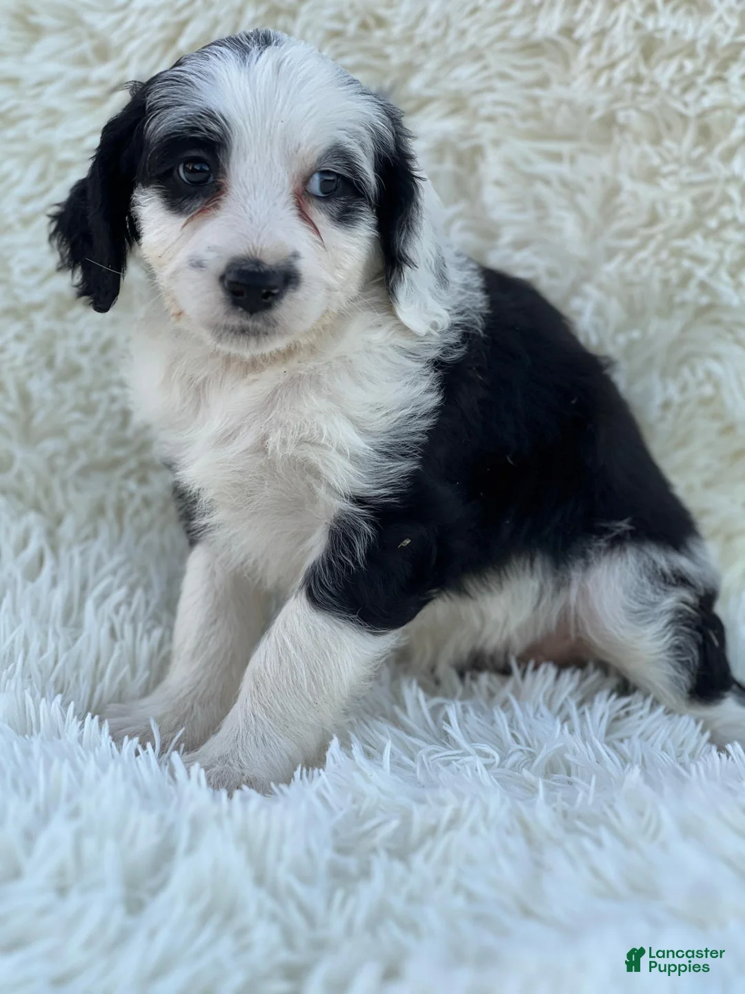 Mixed Breed dogs for sale: Charlotte - Ad 2