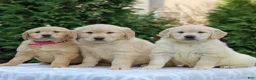 Golden Retriever dogs for sale: Rocky  - Ad 4
