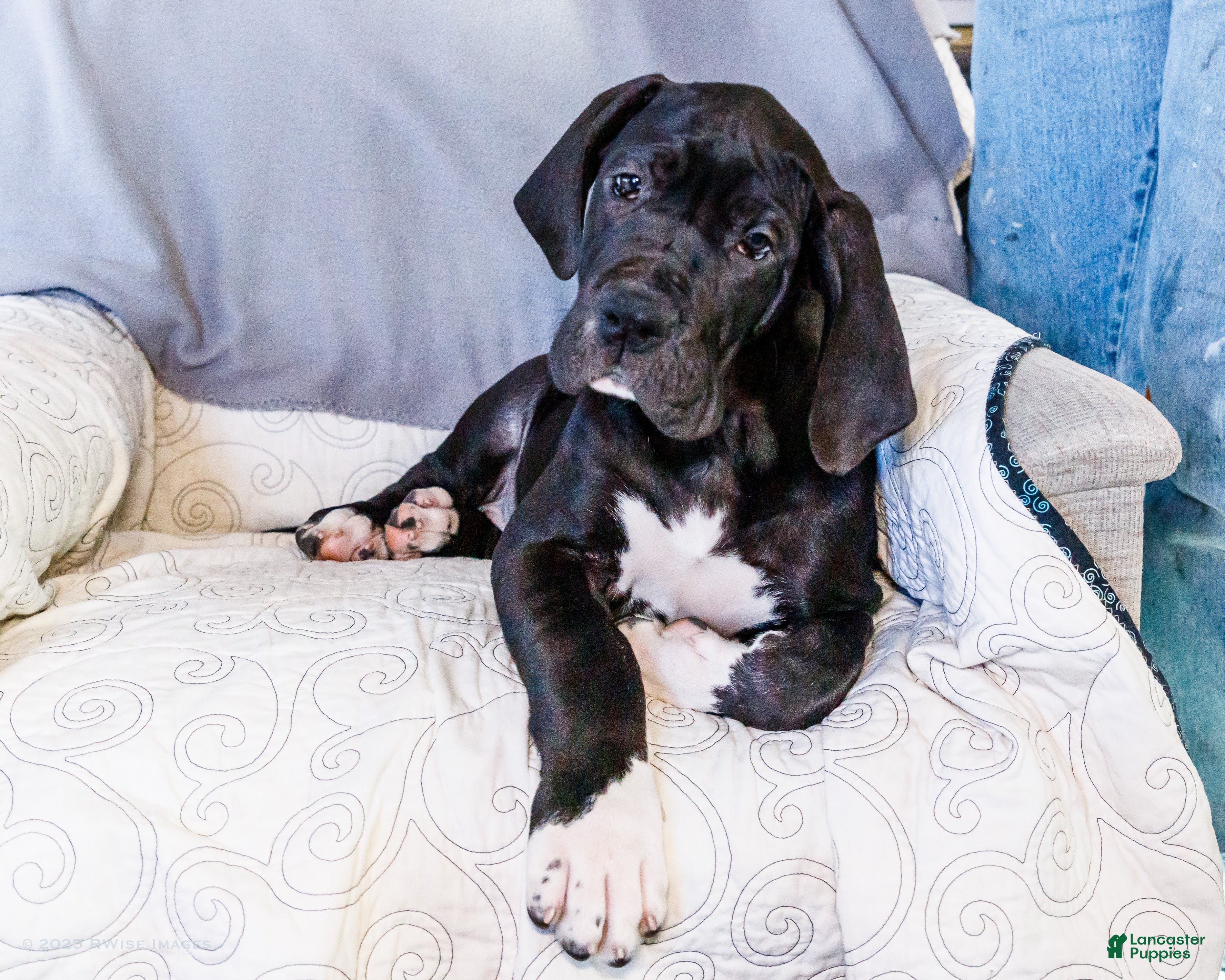 Great Dane dogs Noel - Ad 1