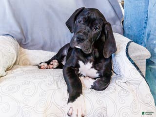 Great Dane dogs Noel - Ad 1