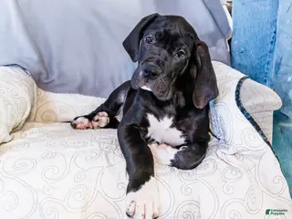 Great Dane dogs Noel - Ad 2