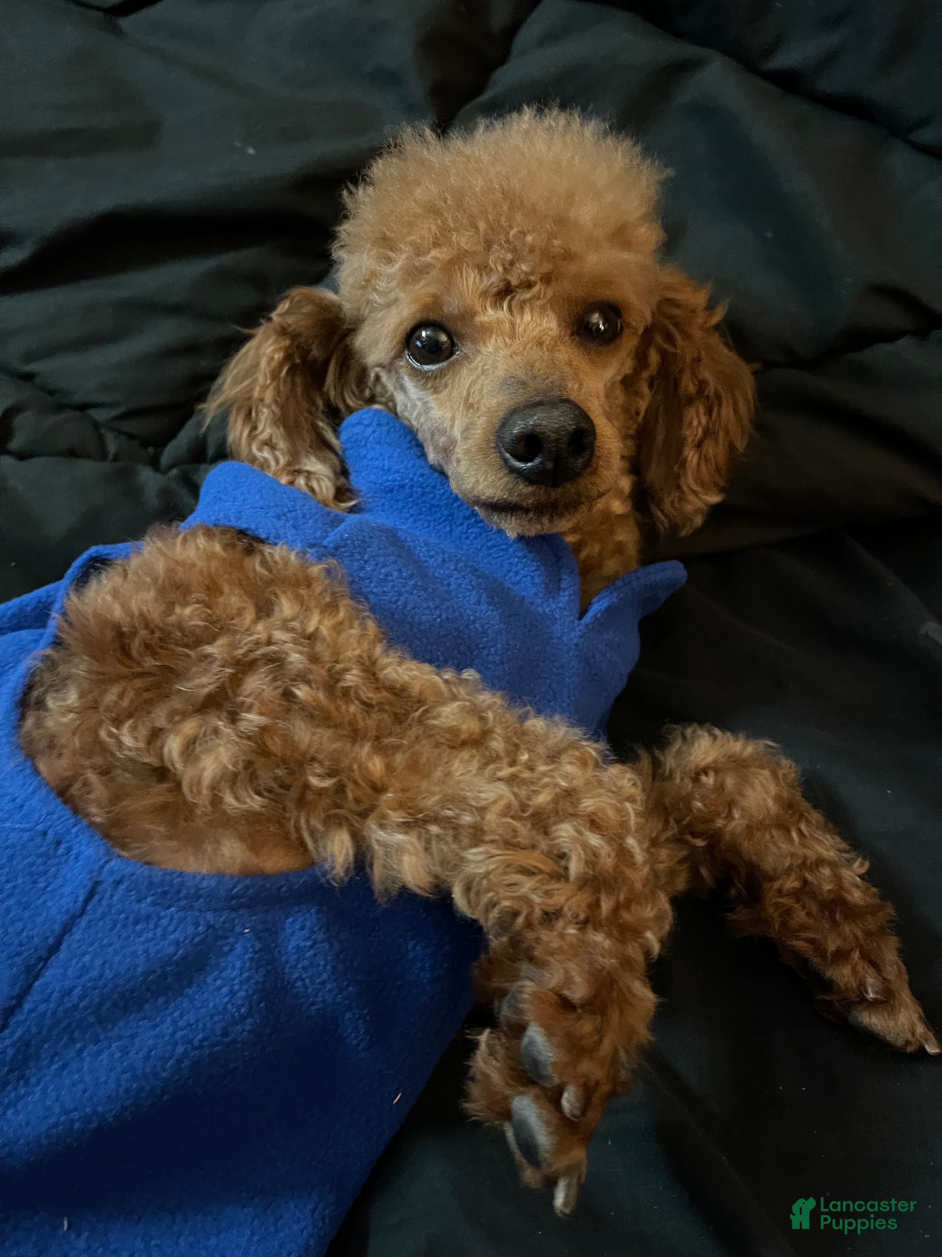 Toy Poodle dogs Akc Clear Red Bred Milo - Ad 1