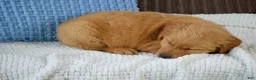Golden Retriever dogs for sale: Ellie - Ad 3