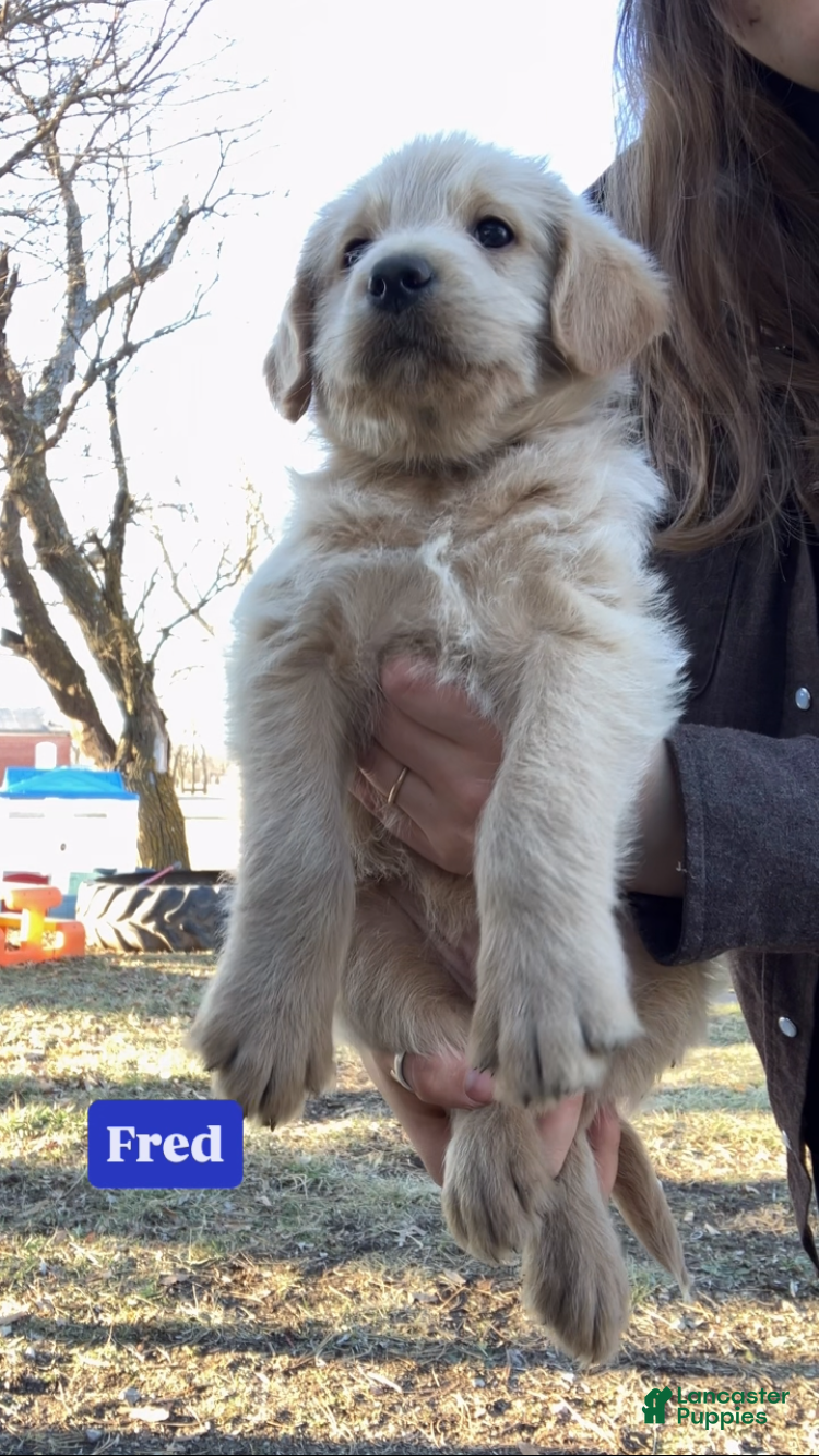 Labradoodle dogs for sale: Fred - Ad 2
