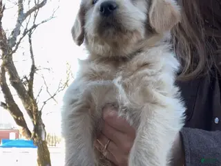 Labradoodle dogs for sale: Fred - Ad 2