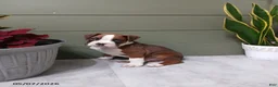 Boxer dogs for sale: Rolex - Ad 5