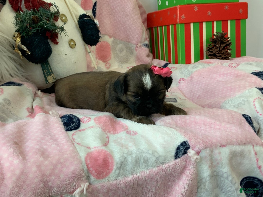 Shih Tzu dogs for sale: TASHA - Ad 6