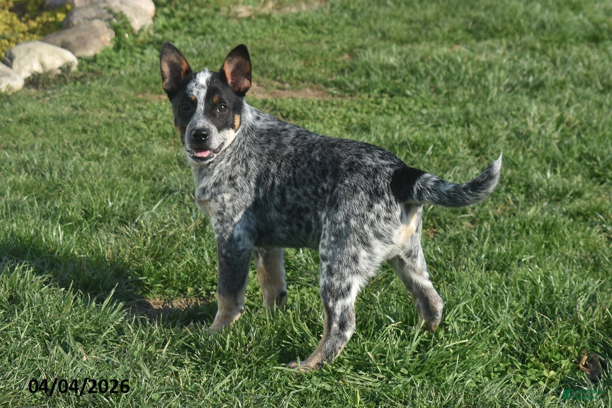 Australian Cattle Dog dogs Wrangler - Ad 2