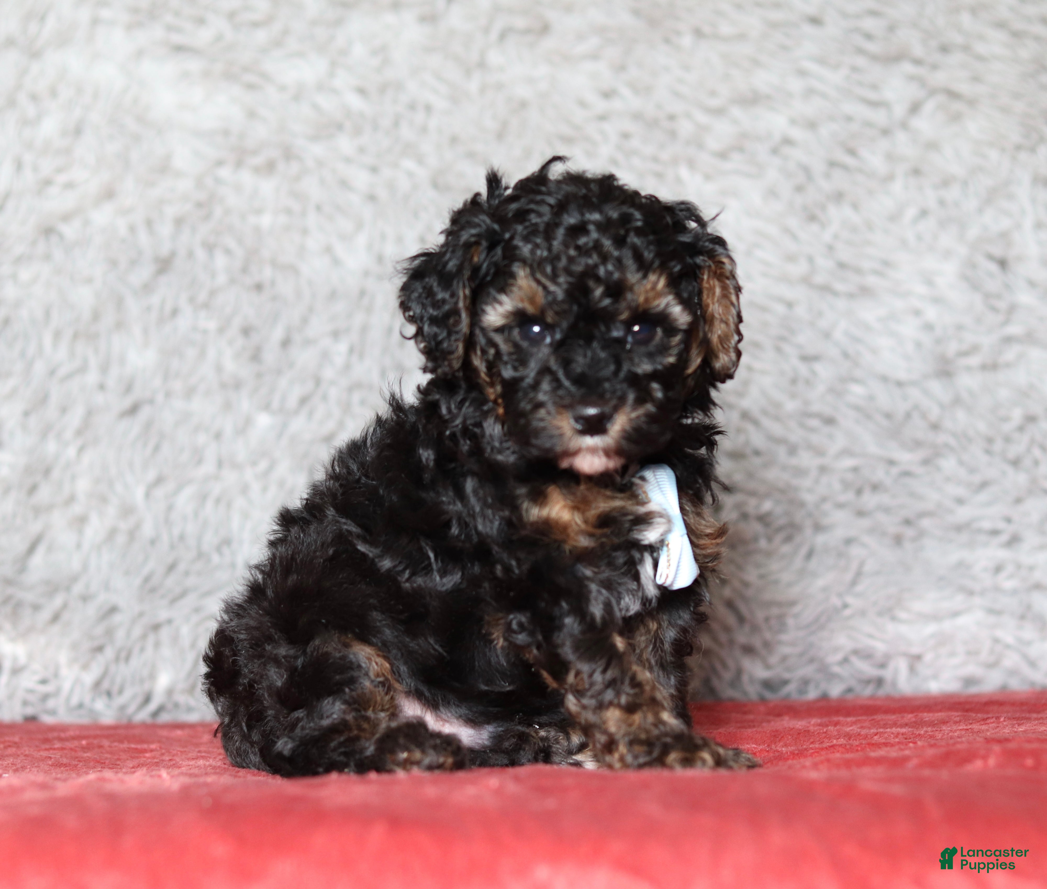 Mixed Breed dogs Ranger - Ad 2