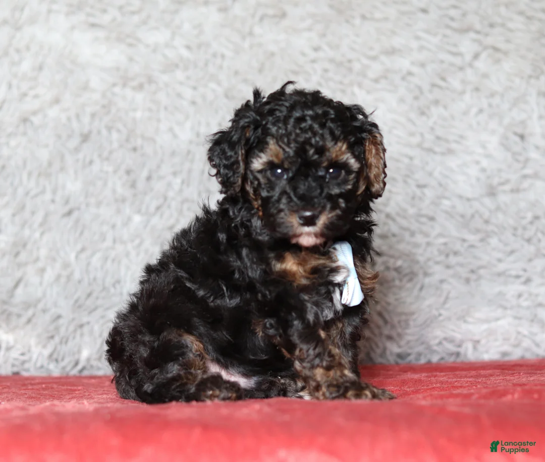 Mixed Breed dogs for sale: Ranger - Ad 2