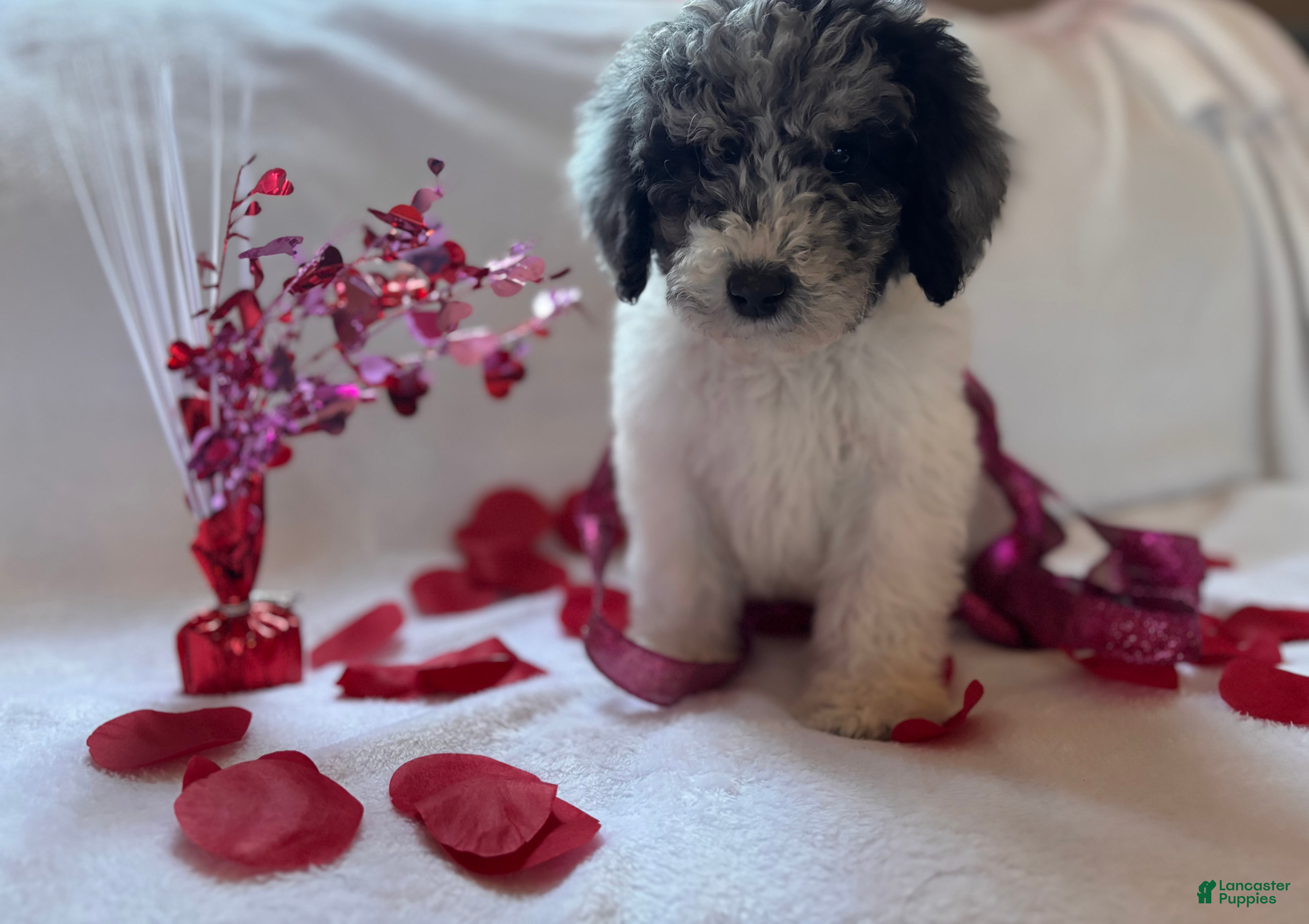Miniature Poodle dogs Miniature Poodle Puppy 1 - Ad 1