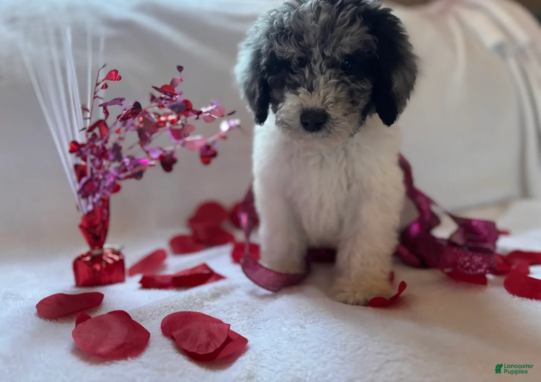 Miniature Poodle dogs for sale: Miniature Poodle Puppy 1 - Ad 1