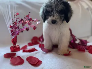 Miniature Poodle dogs Miniature Poodle Puppy 1 - Ad 30