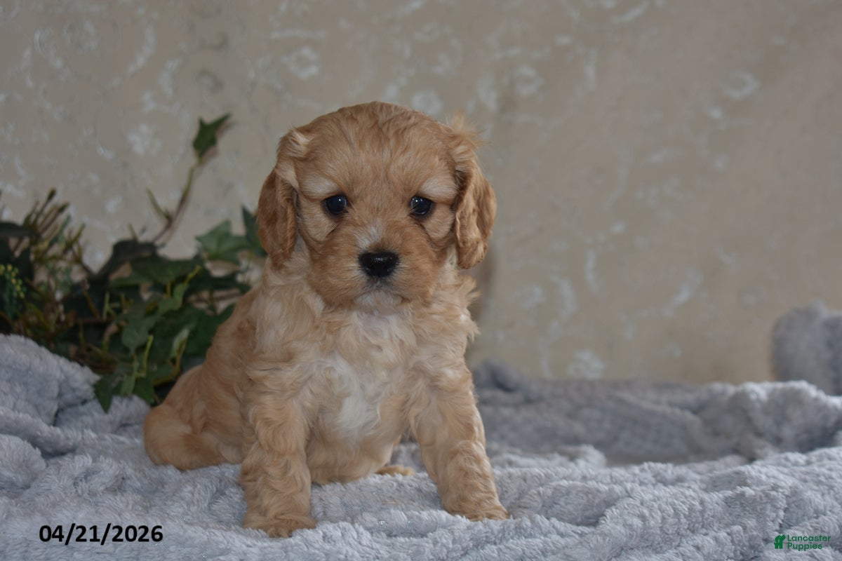 Cavapoo dogs Luke - Ad 1
