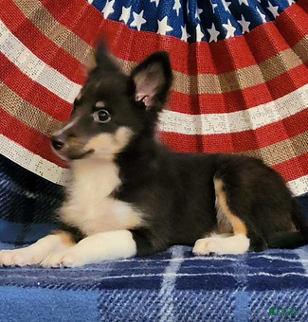 Shetland Sheepdog dogs for sale: Sweetie pie - Ad 3