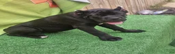 Cane Corso dogs for sale: MELLO - Ad 18