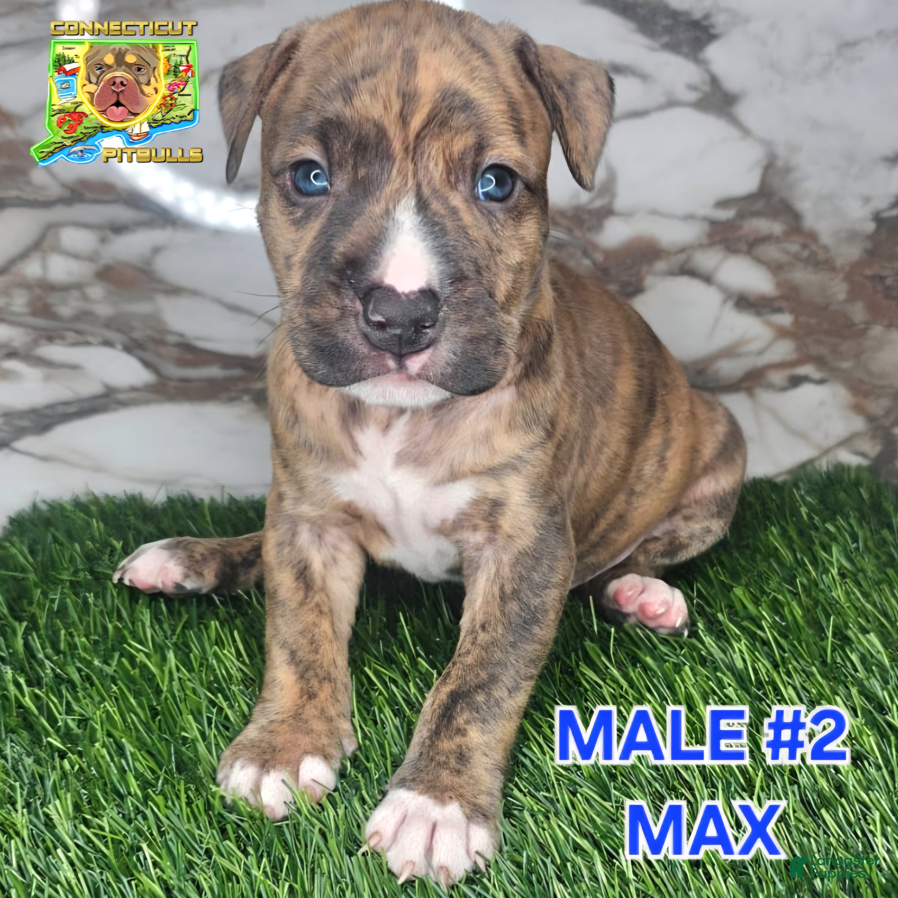 American Bully dogs American Bully Puppy 2 - Ad 1