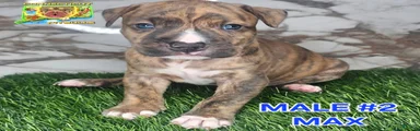 American Bully Puppy 2