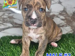 American Bully dogs American Bully Puppy 2 - Ad 1