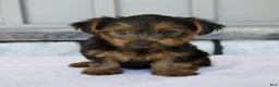Yorkshire Terrier dogs for sale: Dash - Ad 4