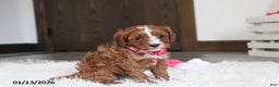 Cavapoo dogs for sale: Luna  - Ad 5