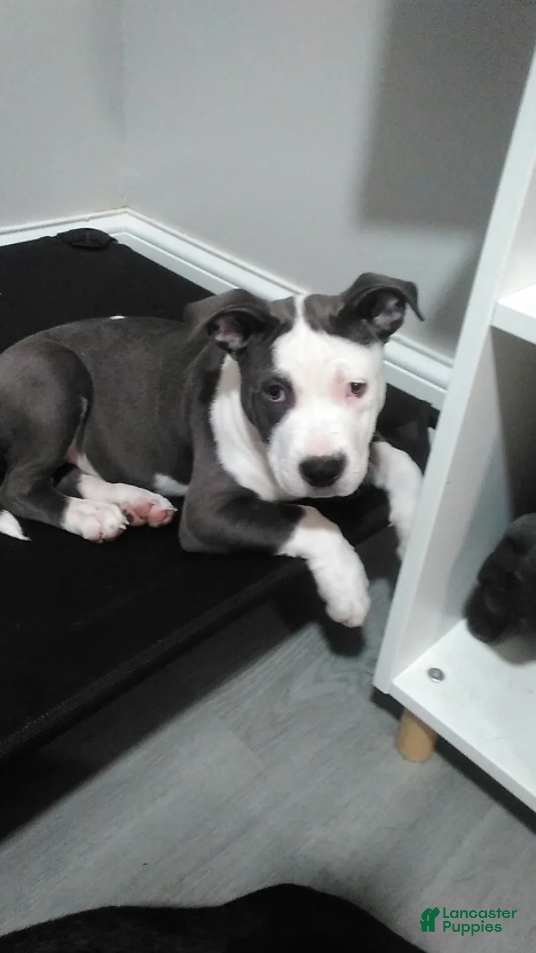 American Staffordshire Terrier dogs for sale: American Staffordshire Terrier 1 - Ad 2