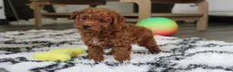 Bichpoo dogs for sale: Jonny - Ad 6