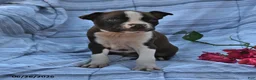 Boston Terrier dogs for sale: Ellie Red and White - Ad 1