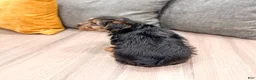 Yorkshire Terrier dogs for sale: Ivy - Ad 6