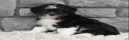 Mini Aussiedoodle dogs for sale: Cash  - Ad 6