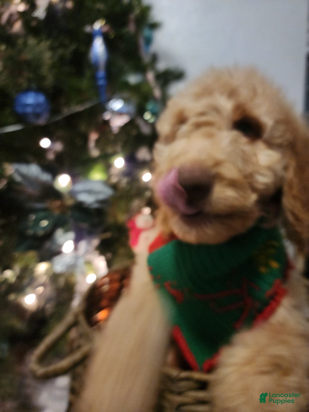 Goldendoodle dogs for sale: Jr. - Ad 3