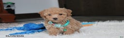 Bichpoo dogs for sale: Rowan - Ad 3