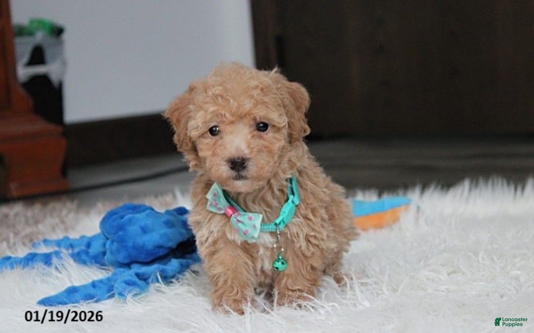 Bichpoo dogs for sale: Rowan - Ad 3