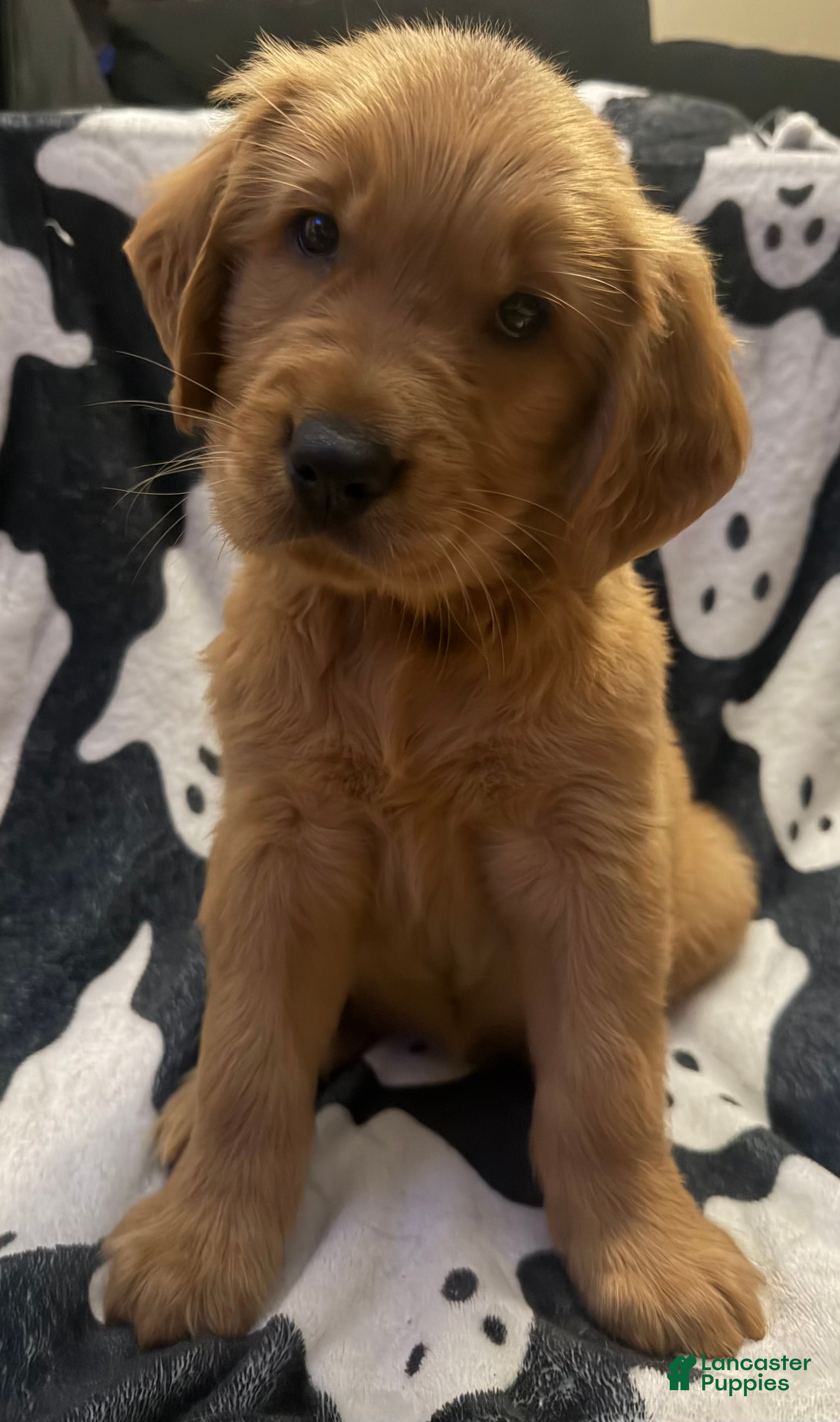 Golden Retriever dogs for sale: Jason - Ad 1