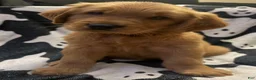 Golden Retriever dogs for sale: Jason - Ad 1
