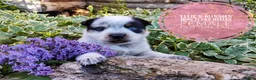 Mixed Breed dogs for sale: Cotton Tail - Ad 1