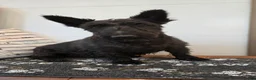 Scottish Terrier dogs for sale: Morris - Ad 7