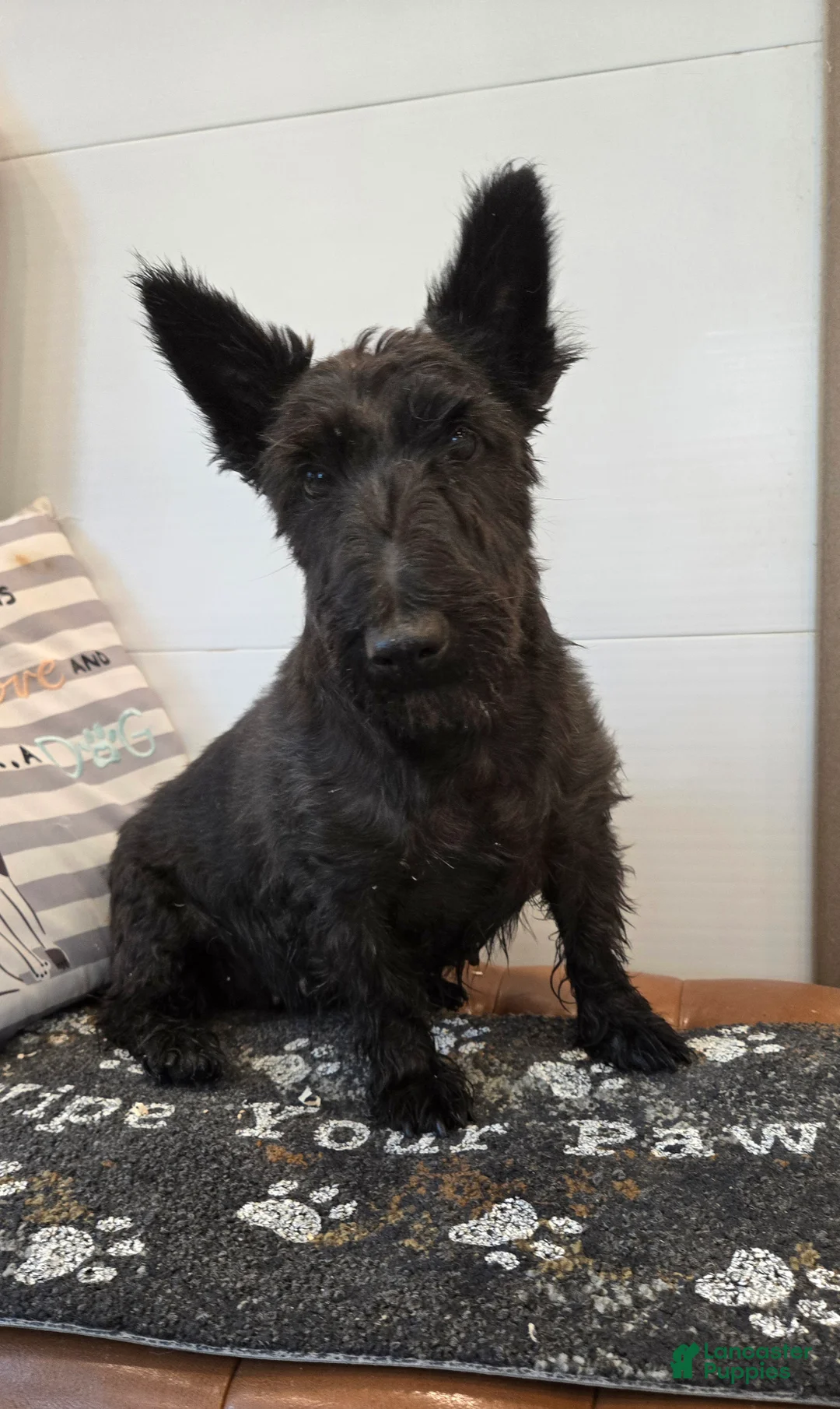 Scottish Terrier dogs for sale: Morris - Ad 7