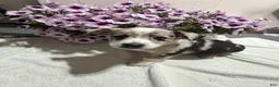 Miniature Australian Shepherd dogs for sale: Georgie - Ad 3