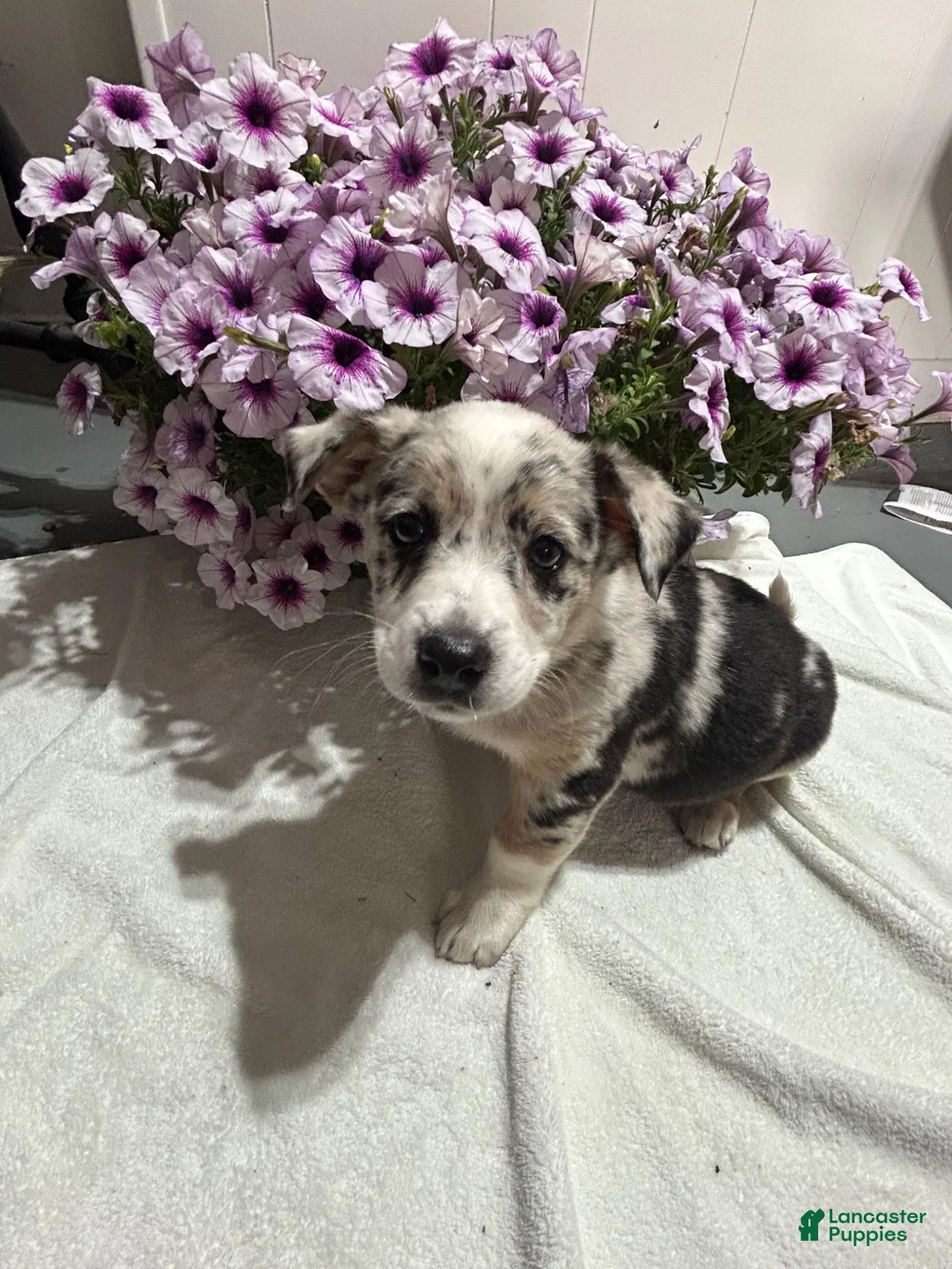 Miniature Australian Shepherd dogs for sale: Georgie - Ad 3