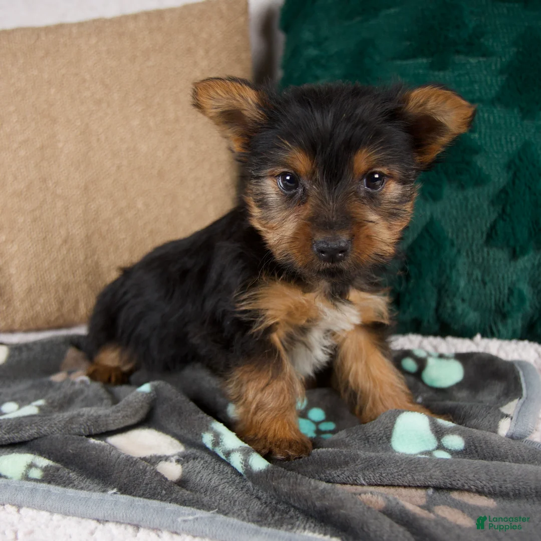 Yorkshire Terrier dogs for sale: Gail - Ad 1