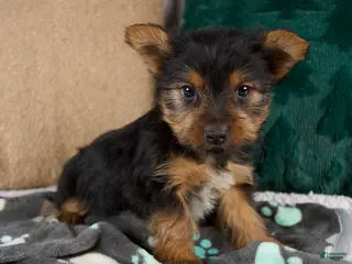 Yorkshire Terrier dogs Gail - Ad 7