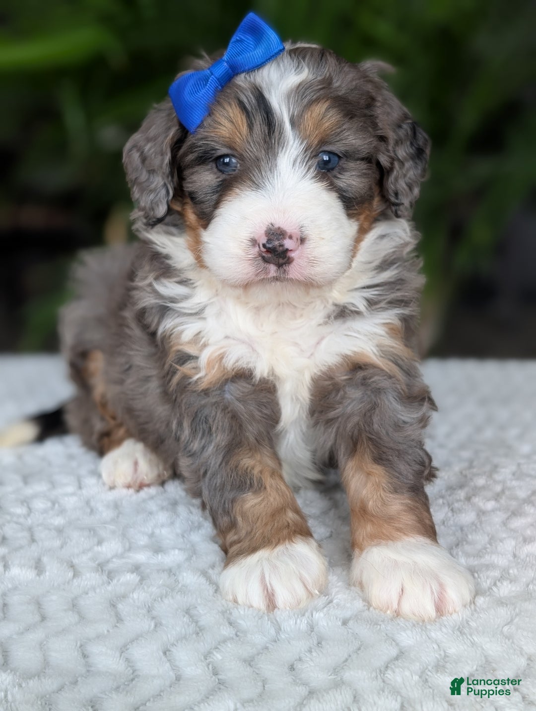 Mini Bernedoodle dogs for sale: Mini Riley  - Ad 12