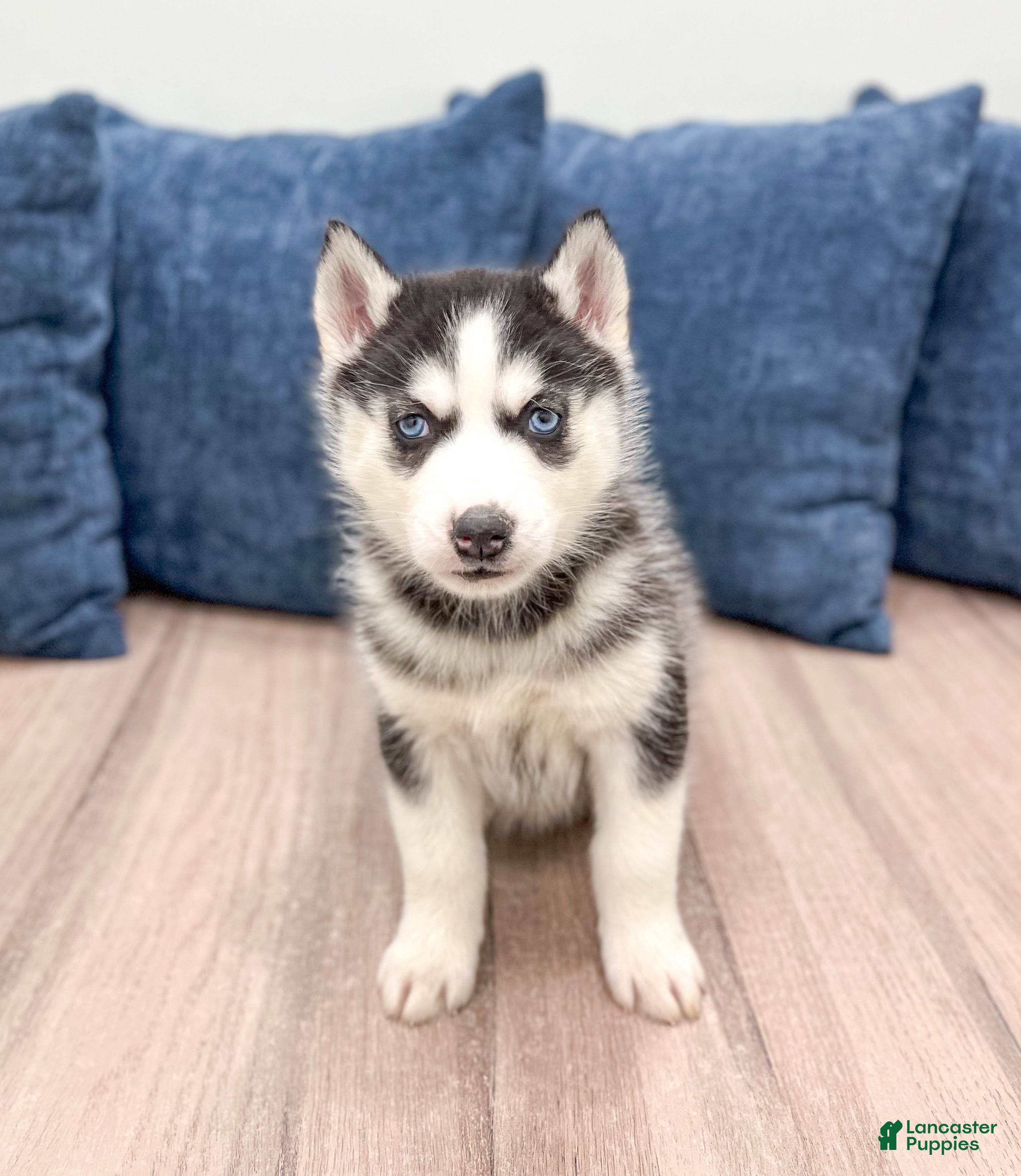 Siberian Husky dogs for sale: Kenya - Ad 3