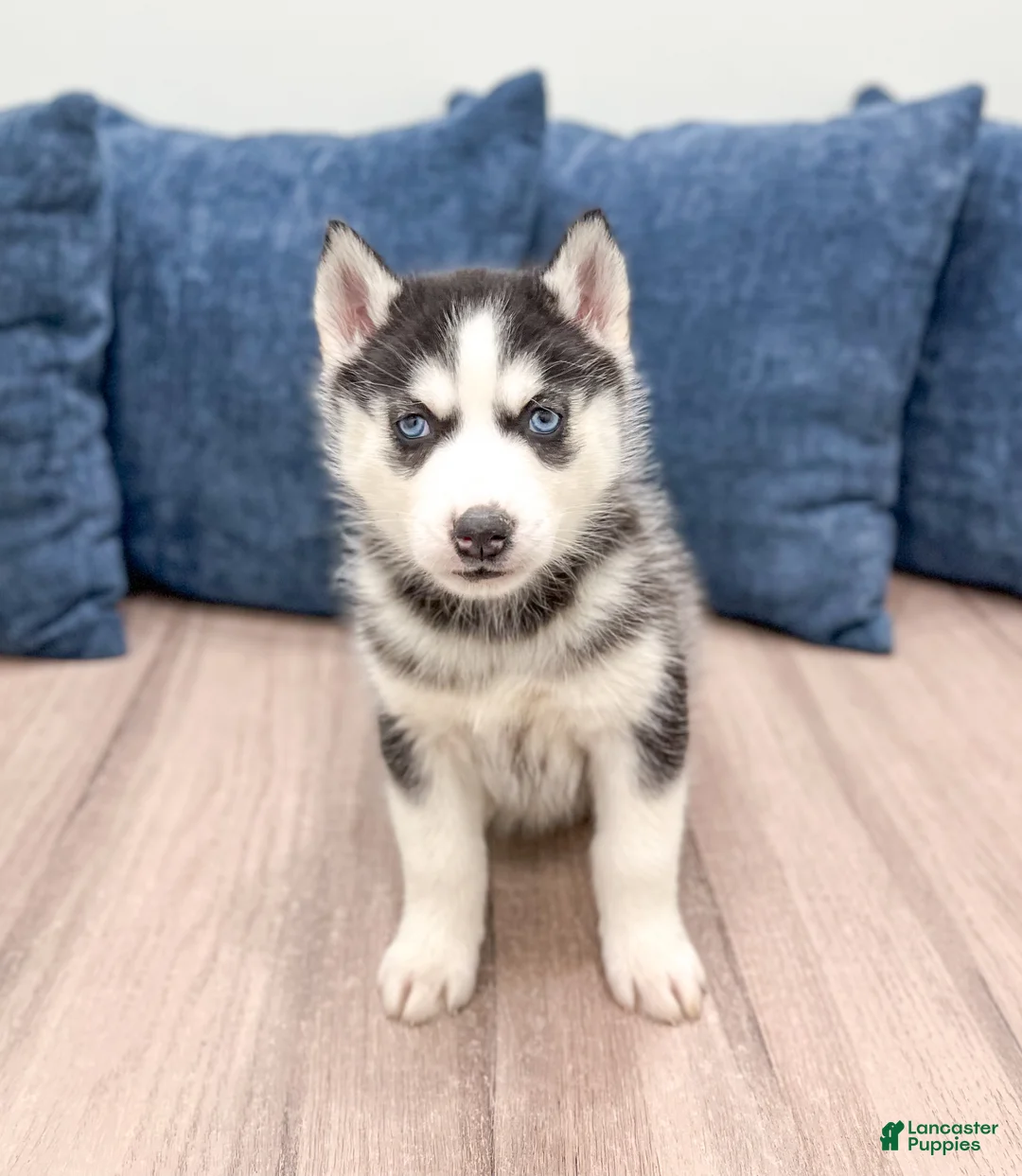 Siberian Husky dogs for sale: Kenya - Ad 1