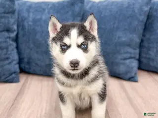 Siberian Husky dogs for sale: Kenya - Ad 3