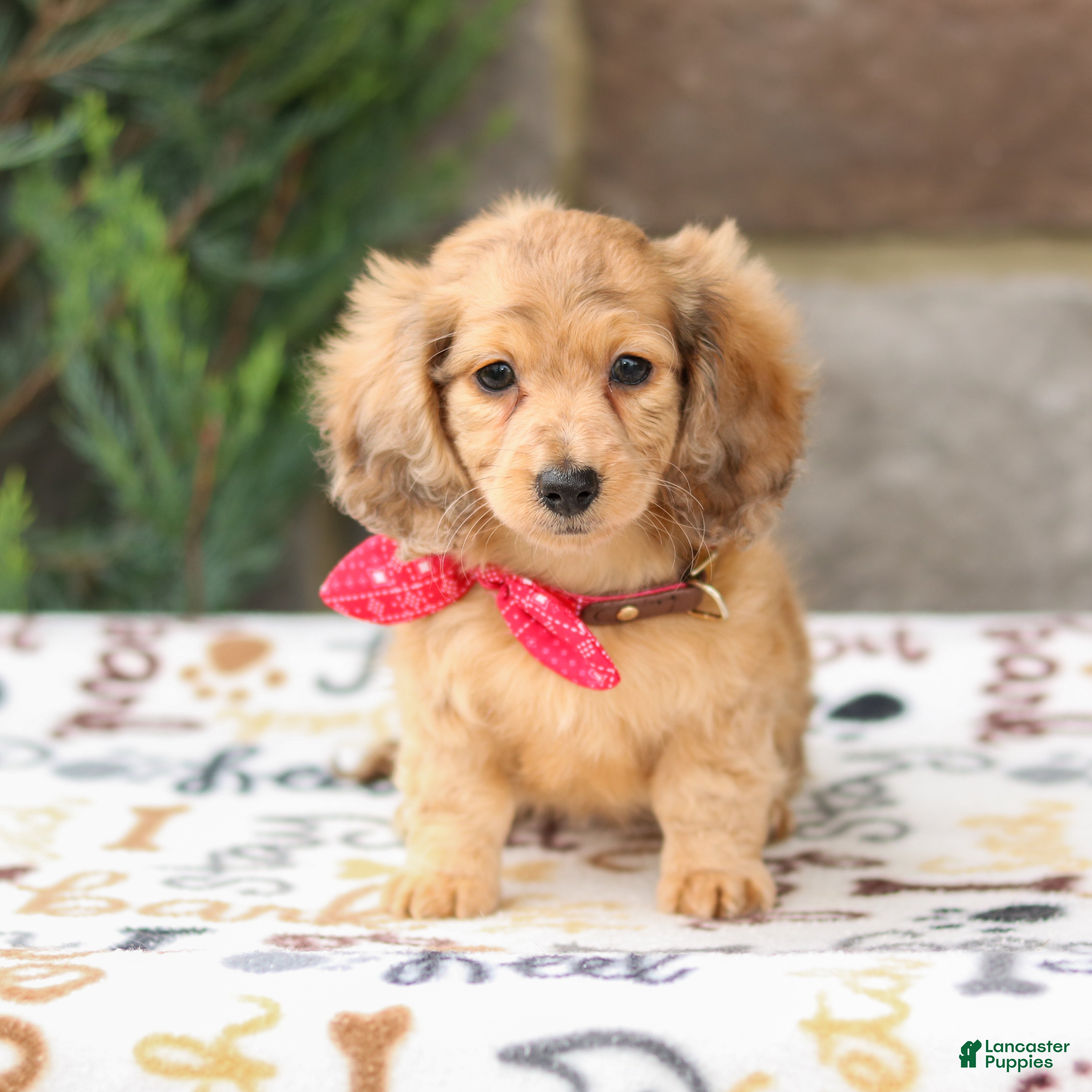 Miniature Dachshund dogs Goldie - Ad 2