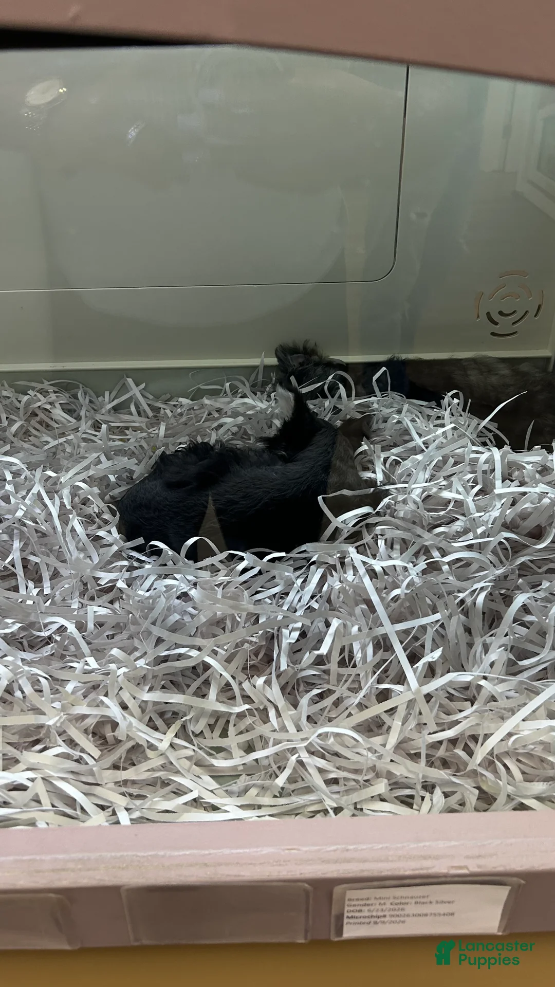 Miniature Schnauzer dogs for sale: Miniature Schnauzer 1 - Ad 11