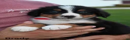 Bernese Mountain Dog dogs for sale: Brady  - Ad 4