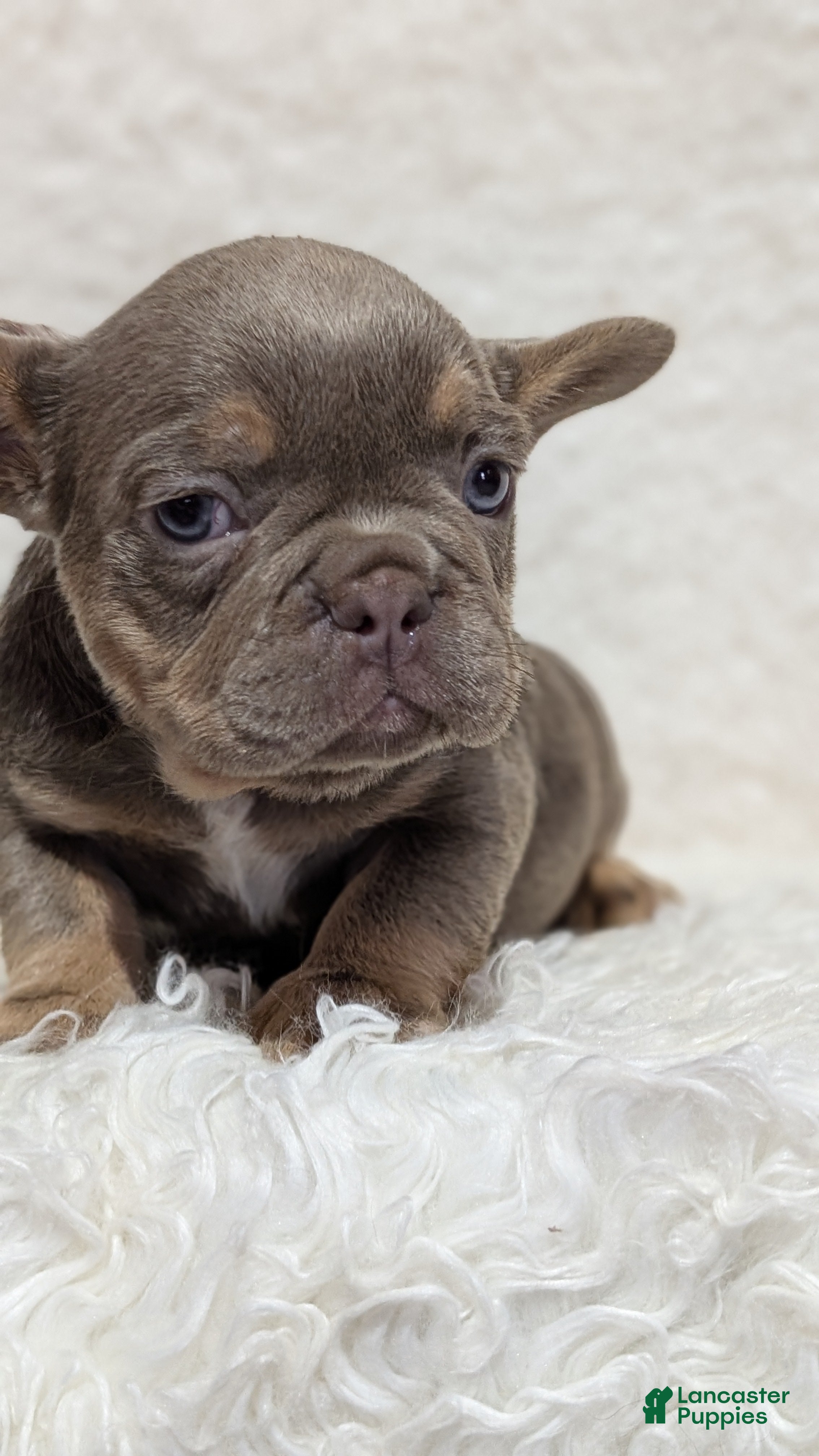 French Bulldog dogs Yogi - Ad 2